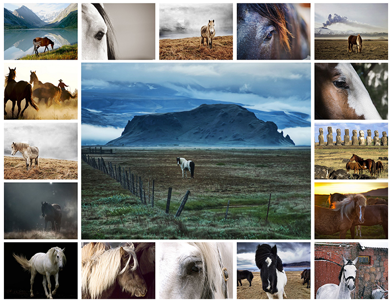 Collage with photos of horses
