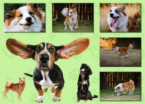 spotty grid collage idea