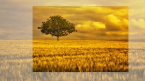 Use the golden ratio to crop